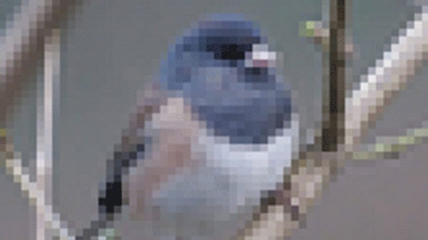 pixelated-blurry-video